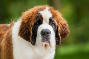 Un chien Saint Bernard est amené au Vatican et salué par le Pape