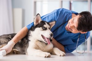 huiles naturelles efficaces pour les chiens