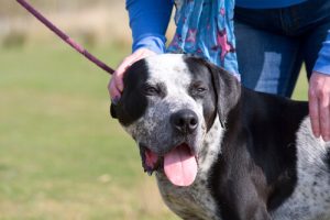 Tirer sur la laisse : conséquences sur la santé de votre chien