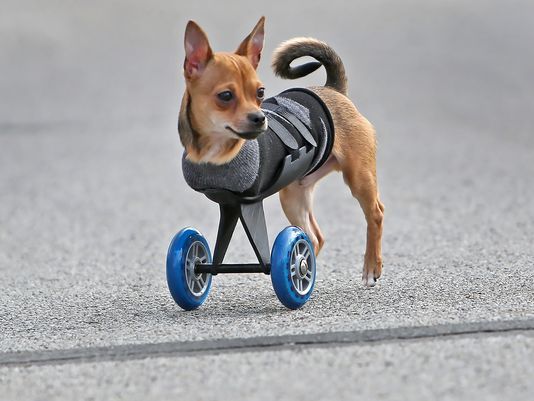 Turbo roo, à l'âge adulte
