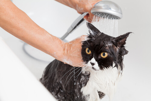 chat rincé par son maitre dans une baignoire