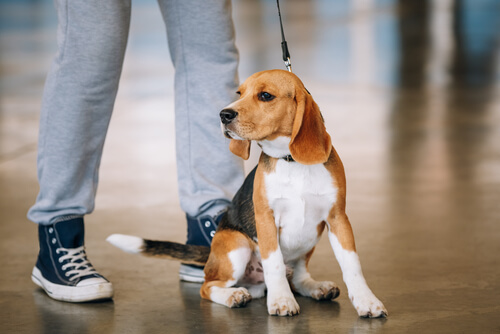 chien en laisse assis aux pieds de son maitre