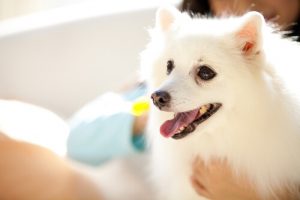 Votre chien est un animal, pas un bébé