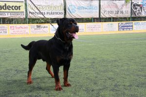 Comment éduquer un chien dominant ?