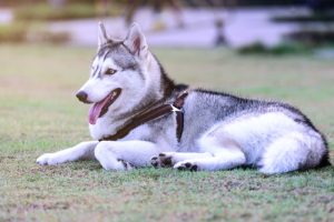 8 choses que votre chien peut vous enseigner et qui vous aideront à trouver la paix