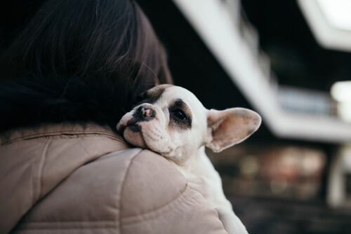 un chiot bouledogue dans les bras d'une femme