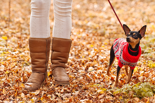 un chihuahua porte un manteau dans la forêt