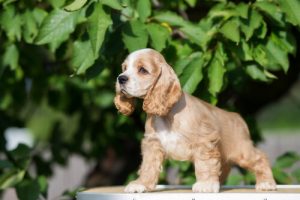 7 races de chiens que vous allez adorer