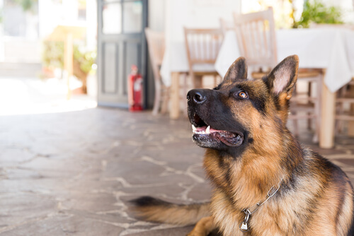Un chien au restaurant