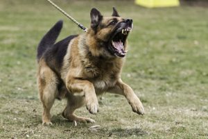 Mon animal se montre agressif, que dois-je faire ?