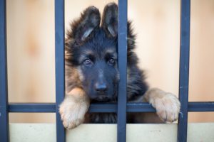 Adopter un animal de compagnie changera votre vie