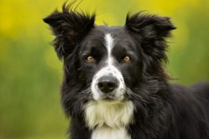 Border Collie, une race unique et attrayante