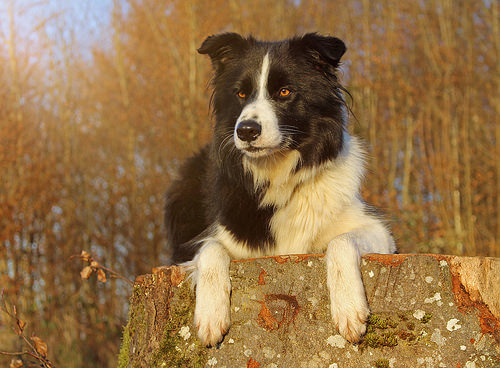 un border collie sur un rondin