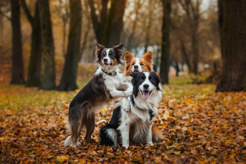 un groupe de trois border collie de différentes couleurs