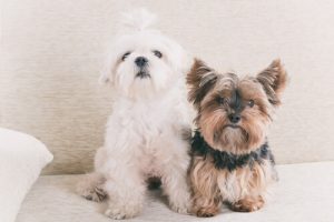 Un an pour un chien équivaut à sept ans pour un humain… Mythe ou réalité ?