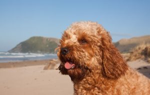 Le Cavoodle : une curieuse race de chien
