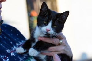 Découvrez une étude sur la façon dont les chats communiquent avec leurs propriétaires