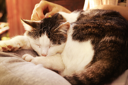un chat installé sur les jambes de sa maîtresse, roulé en boule
