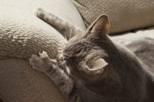 Comment empêcher votre chat de faire ses griffes dans toute la maison ?