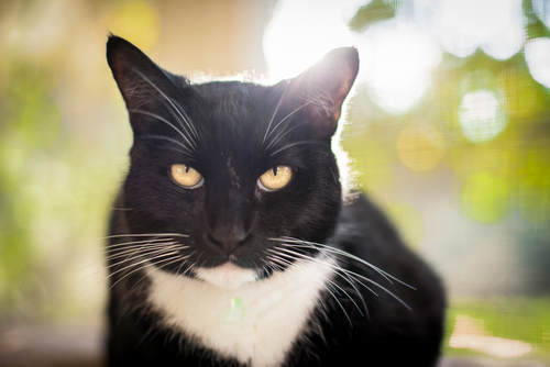 un chat noir et blanc, regarde l'objectif intensément