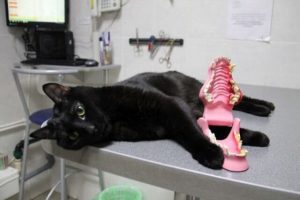 Lucifer, un chat paralysé qui aide les autres