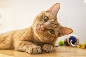 Pouvez-vous identifiez les différentes expressions de votre chat ?