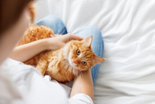 un chat roux sur les genoux d'une femme