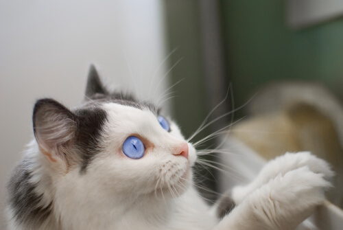 un chat blanc aux yeux bleus