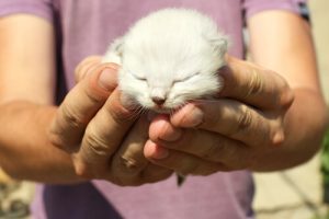 7 choses que vous pouvez faire pour rendre votre chat heureux