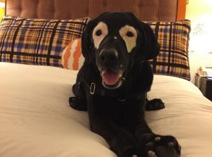 Rencontrez Rowdy, le chien masqué