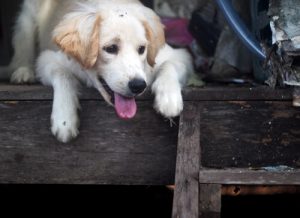 Non à l’embargo sur les animaux de compagnie