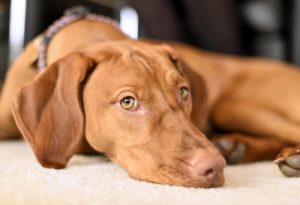5 conseils pour aider votre chien à surmonter ses peurs