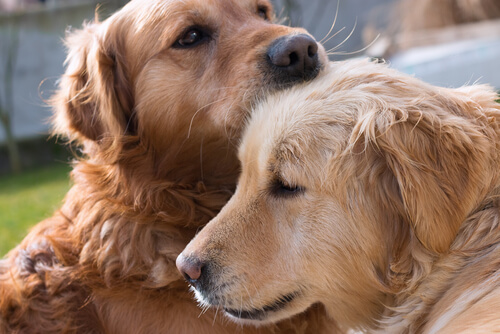 Deux golden retriever se cajolent