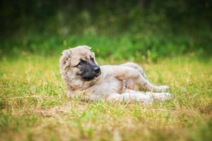 Pourquoi les chiens aiment se vautrer dans les endroits sales