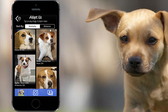 l'application "adopt us"