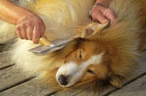 Les risques de nœuds dans le pelage des animaux