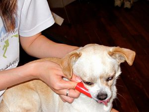 Comment nettoyer le dépôt de tartre chez les chiens ?
