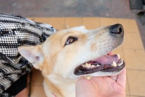 Quelques conseils pour laisser son chien lorsque l'on part en vacances