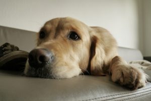 Les instincts de votre chien à satisfaire à la maison