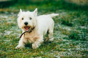 7 races de chiens qui ne perdent (presque !) pas leurs poils