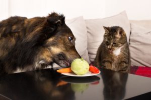 Quels fruits et légumes sont bons pour votre animal domestique ?