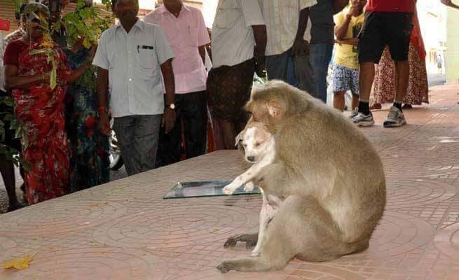 le singe avec le petit chien dans ses bras