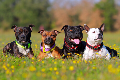 communication entre chiens de la même famille