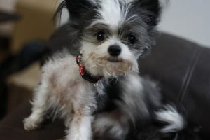 Nos produits anti-puces préférés