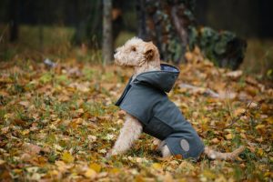 Découvrez comment fabriquer un imperméable pour votre chien