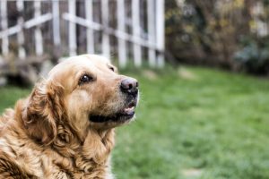 Les principaux soins à fournir à un chien âgé