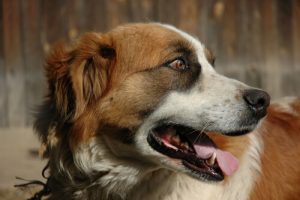 Que faire lorsque mon chien tousse et vomit ?