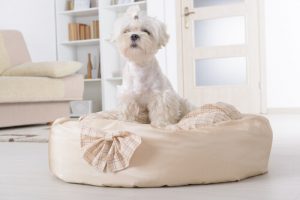 Les parasites qui vivent dans le panier de votre chien