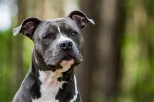 Les races de chiens qui requièrent peu de soins