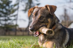 5 aliments dangereux à ne jamais donner à votre chien